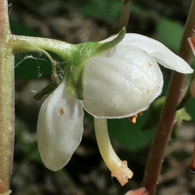 Pyrola americana - Pyrola rotundifolia  - Roundleaf Pyrola, nodding flower, style extending beyond petals 